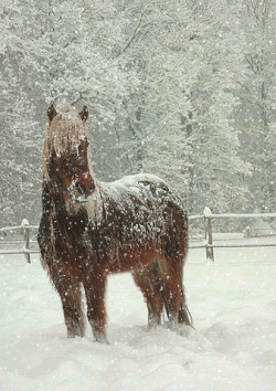 IJslandse paarden — winterbeeld
